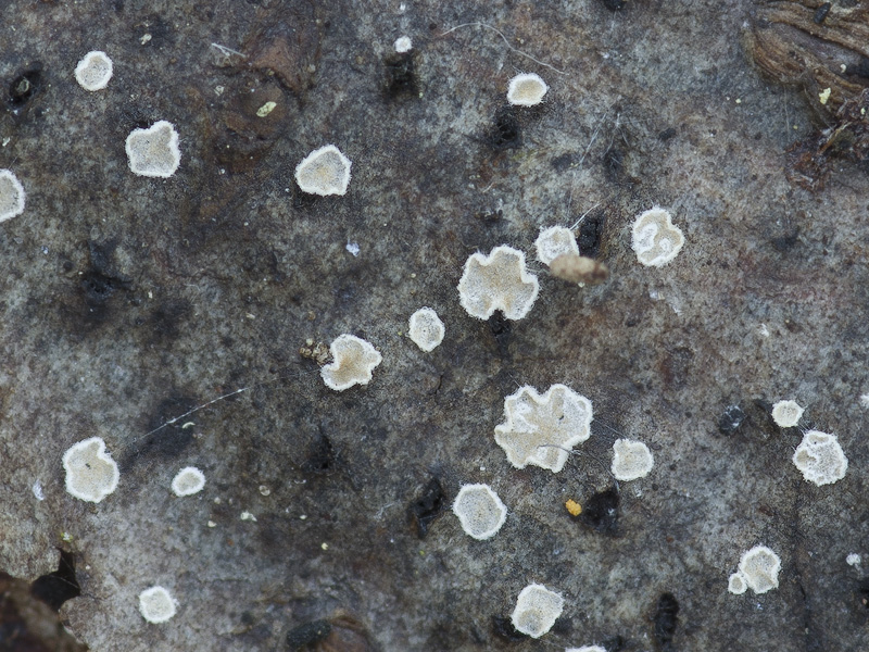 Crepidotus pallidus